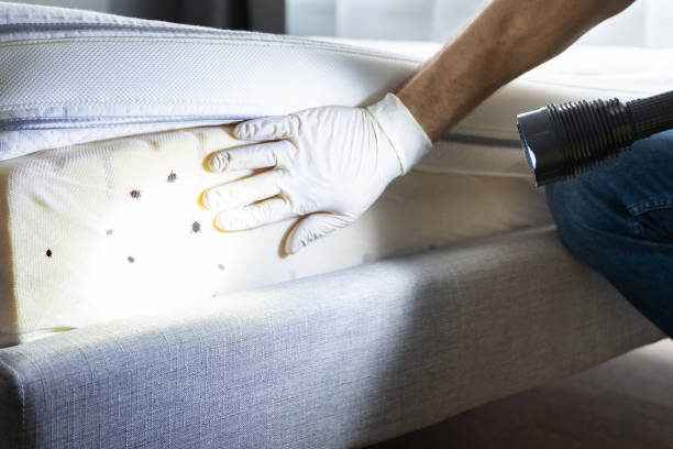 Best Local Pest Control Services  in Fishhook, AK