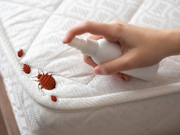 Best Ant Control Services  in Fishhook, AK