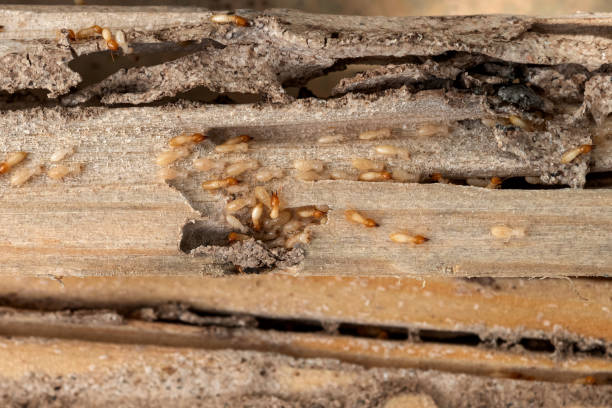 Best Affordable Pest Control Services  in Fishhook, AK